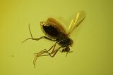 Two Fossil Flies (Diptera) In Baltic Amber - Jewelry Quality #128351-3
